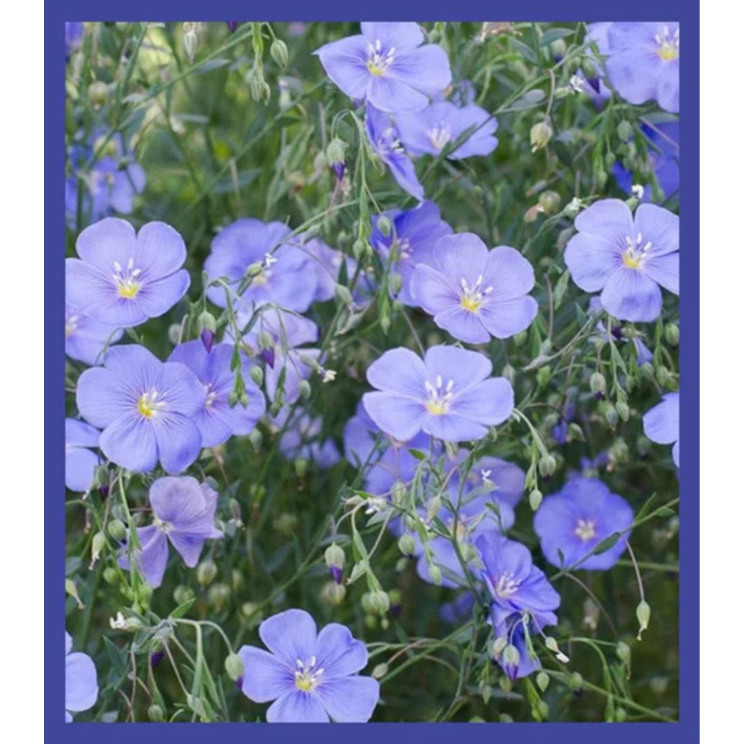 Flower Seed Confetti – Bravo Blue – Modern Sprouts